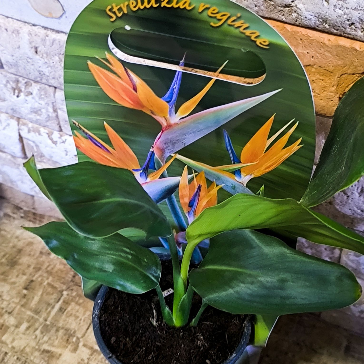 Стрелитция (лат. Strelitzia) или стрелиция Регина НОВАЯ ПАРТИЯ