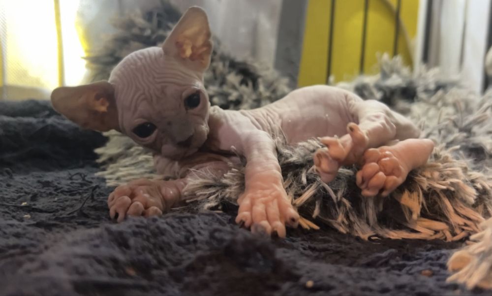P/Adopcja‼️Czarna_ i_Niebieska Przepiekna Kotka •szuka domku Wwa Śląsk