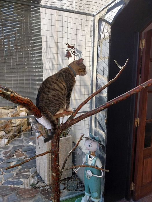 Pet Sitter - Hospedagem Familiar para Cães e Gatos