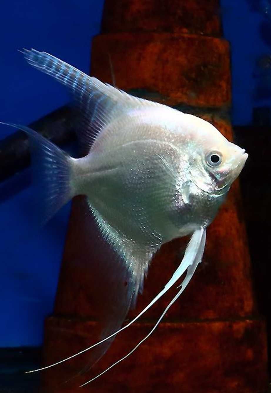 Żaglowiec skalar odmiana PLATYNOWA - PLATYNOWY - Pterophyllum - dowóz