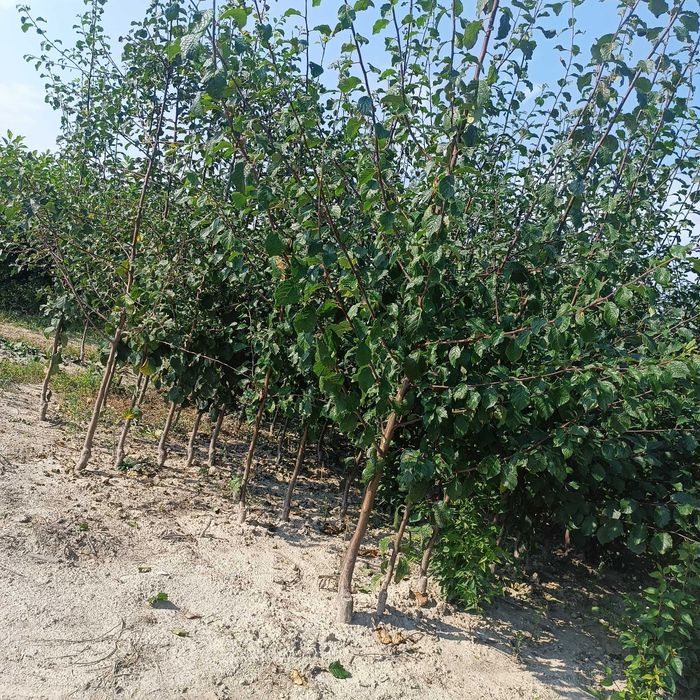 Drzewka owocowe:  Jabłonie, śliwy, wiśnie, morele, brzoskwinie, grusze