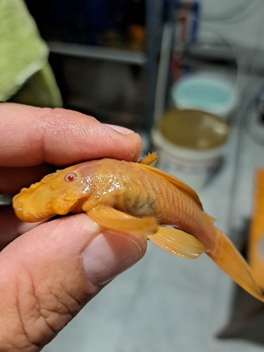 Pary Zbrojnik glonojad złoty Albino krótka płetwa