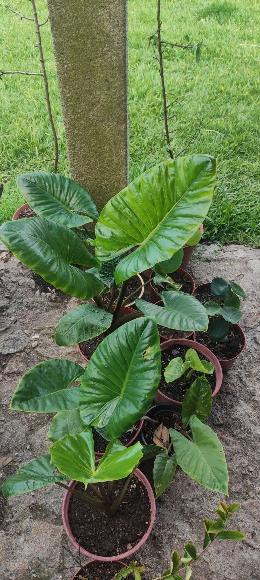 Alocasia macroriza , orelha de elefante