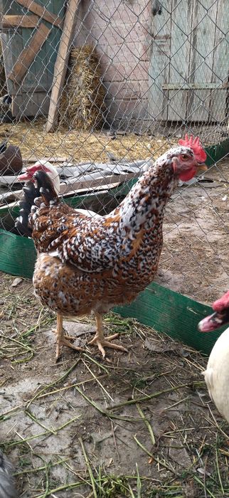 Інкубаційні яйця Лівенська ситцева та інші (помісьне стадо курей).