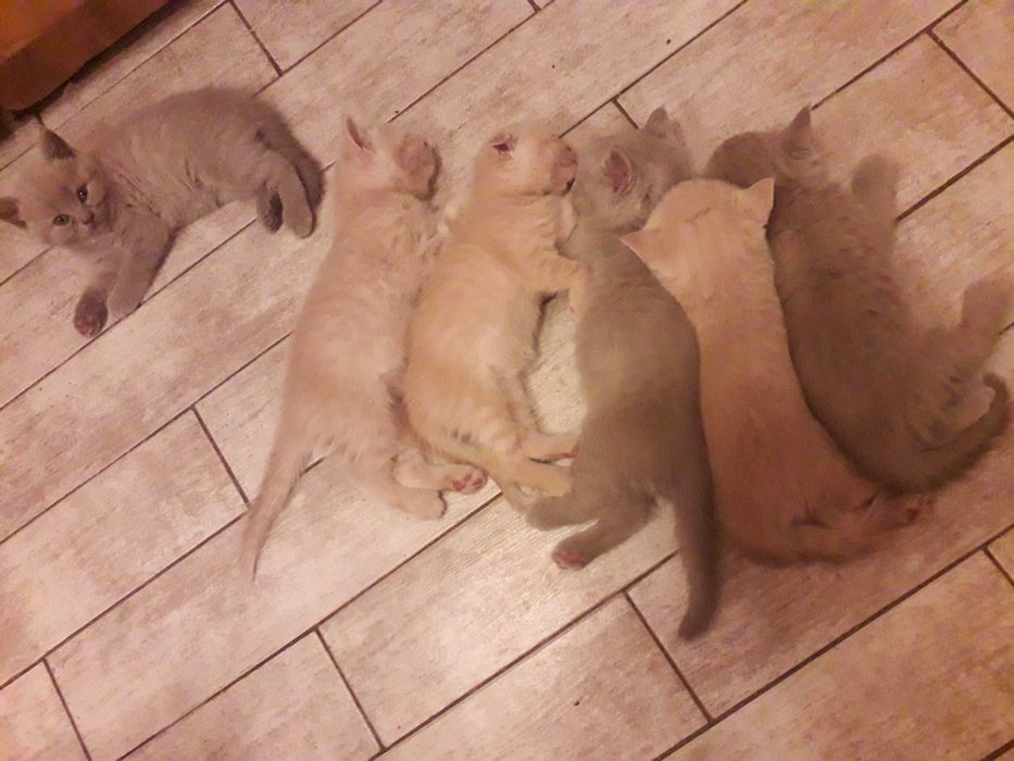 Шотландский прямоухий кот приглашает на вязку