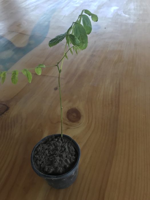 Гліцинія блідо-фіолетова