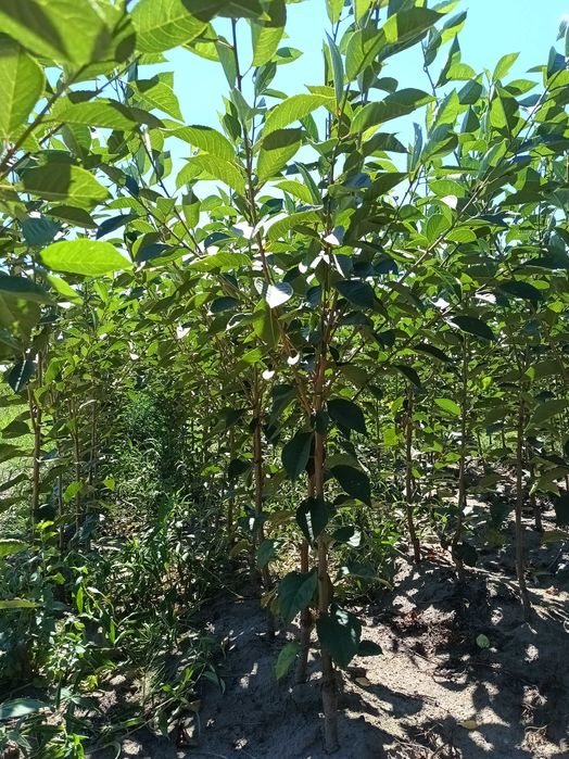 Drzewka owocowe morele, wiśnie, czereśnie, jabłonie, grusze