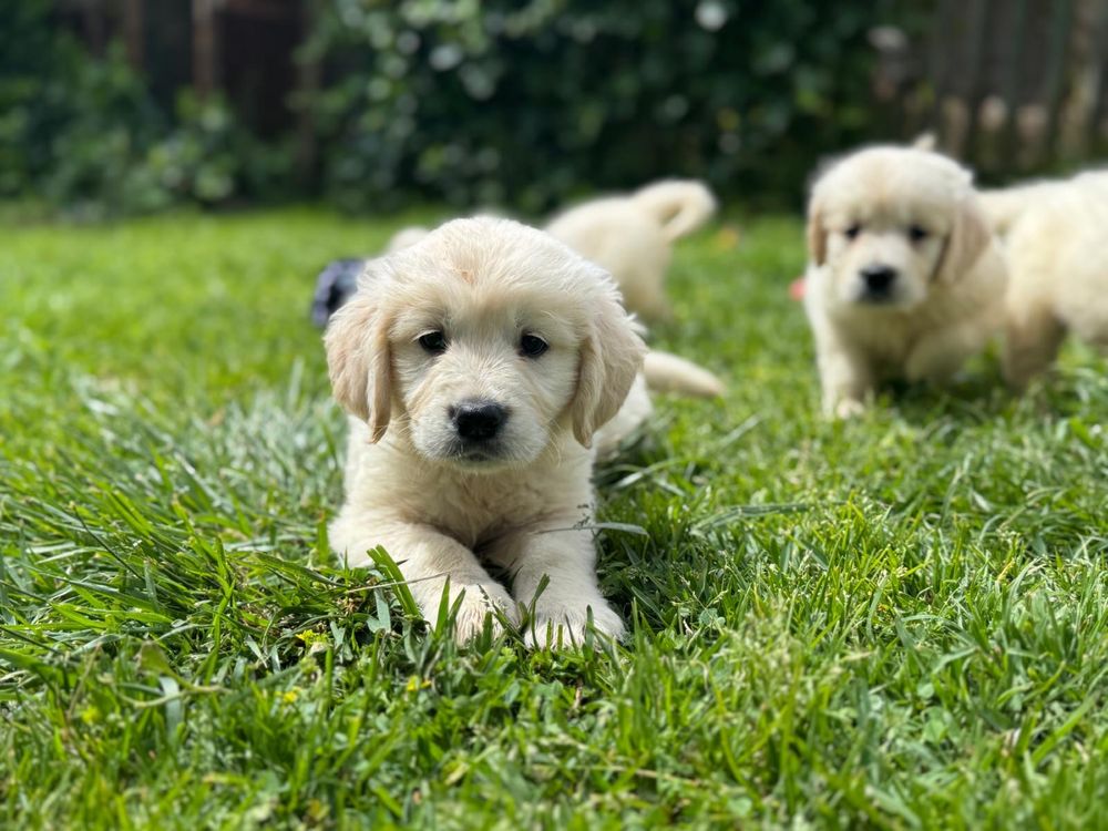 Golden Retriever com Lop e afixo