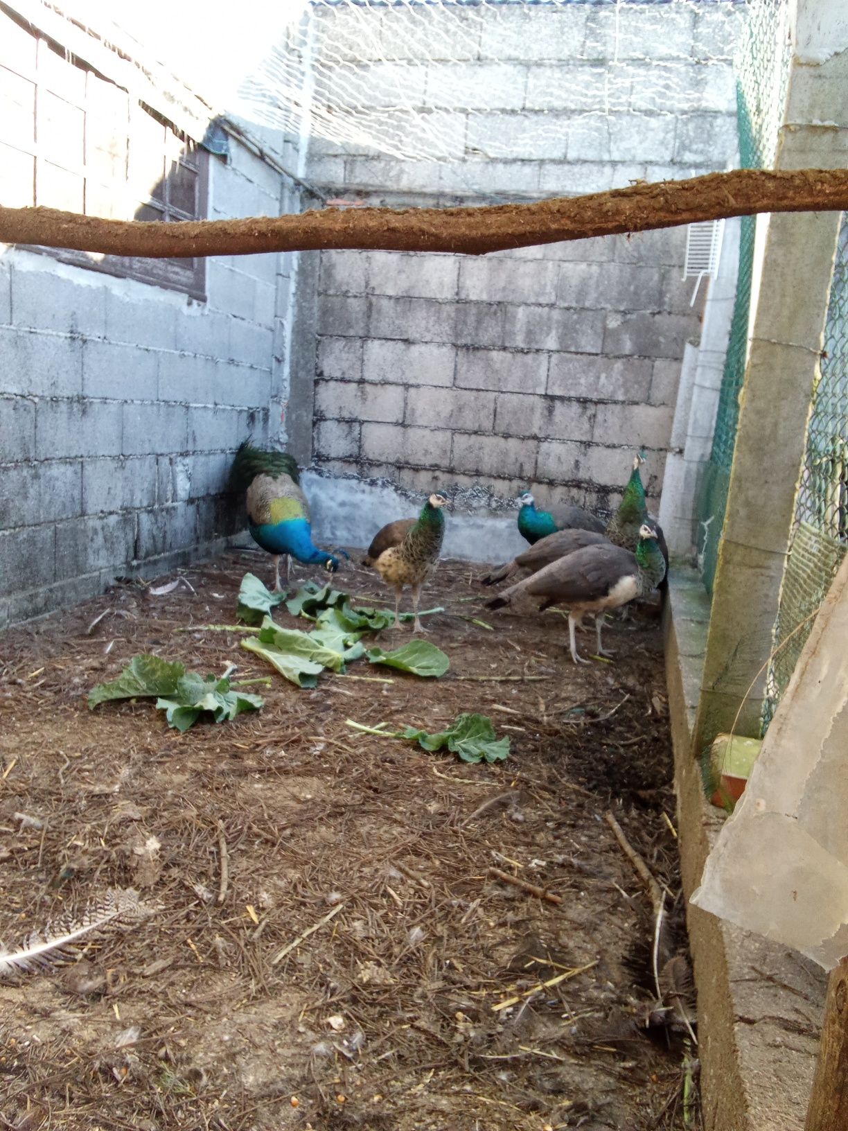 2 pavões machosS