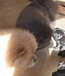 Chow chow samiec z rodowodem FCI