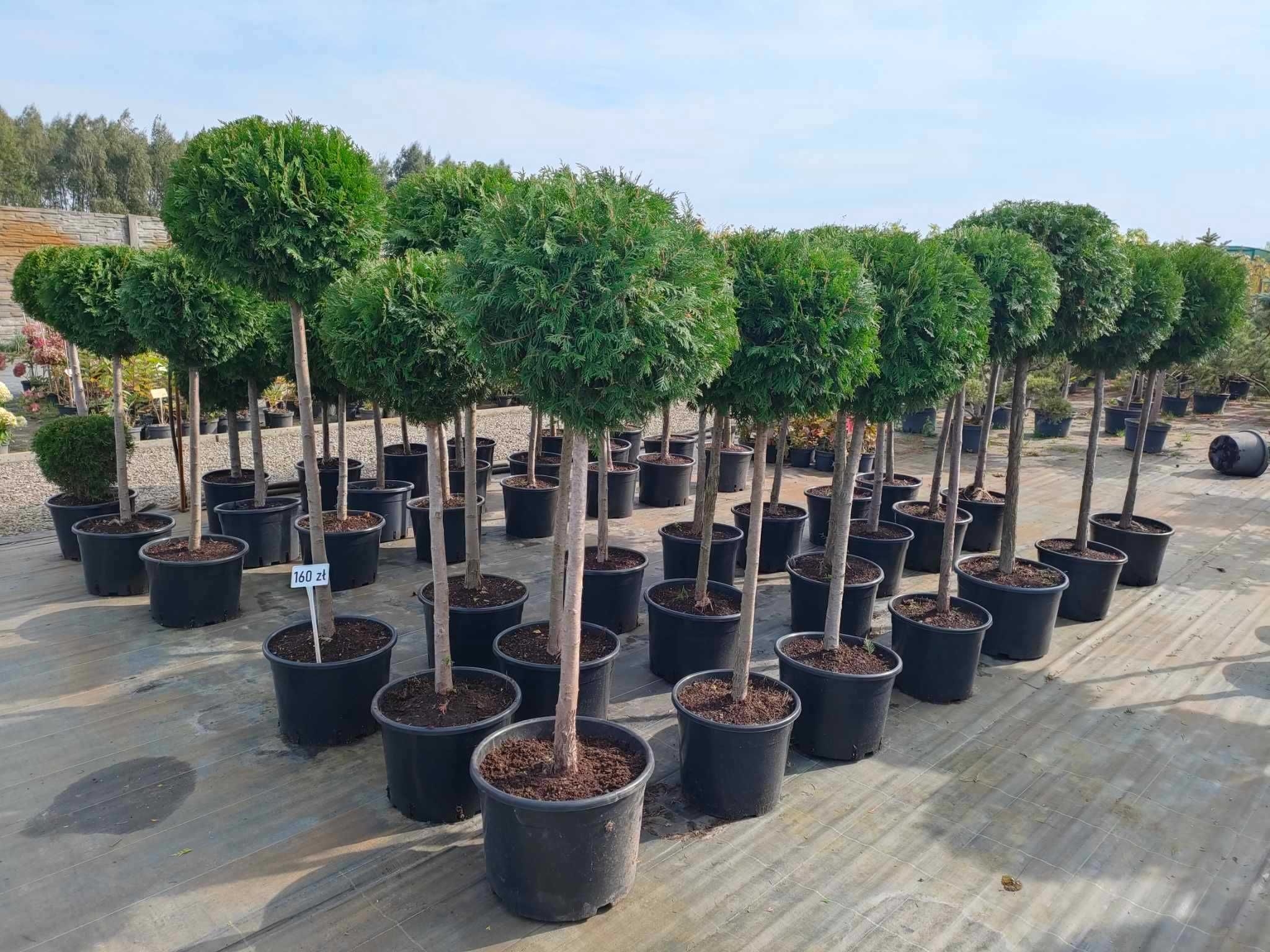 Tuja kulka na pniu Thuja Szmaragd/Brabant formowana kula na pniu