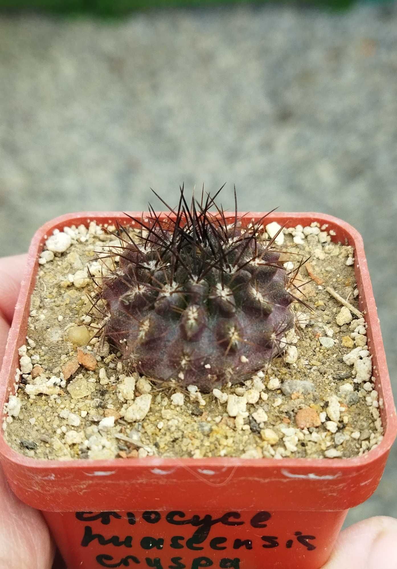 Кактус чілієць Eriosyce crispa v. huascensis
