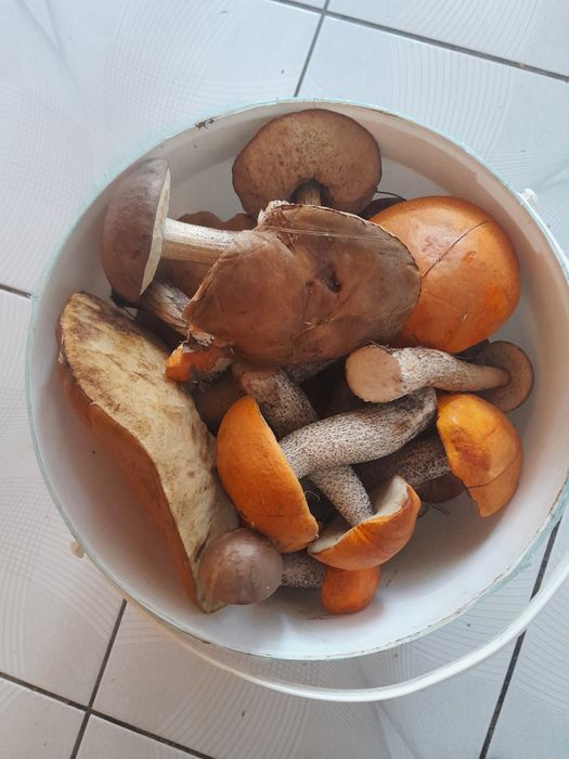 grzyby suszone mieszane 2025