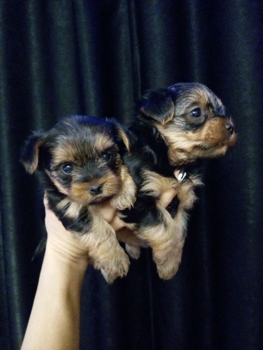 Девченки йорочки Одесса