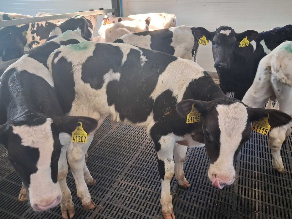 byczki cielęta cielaki startery