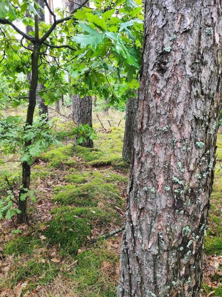 Borek Kamienny działka 3270 m2 nad jeziorem Gowidlino