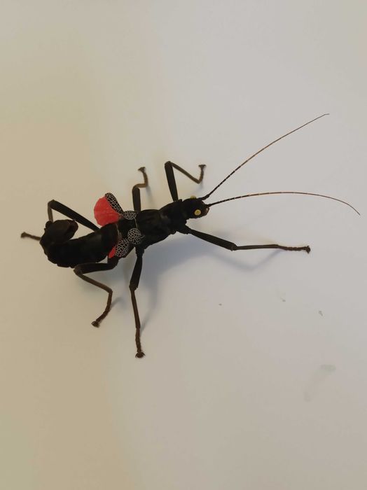 Палочники домашні тварини