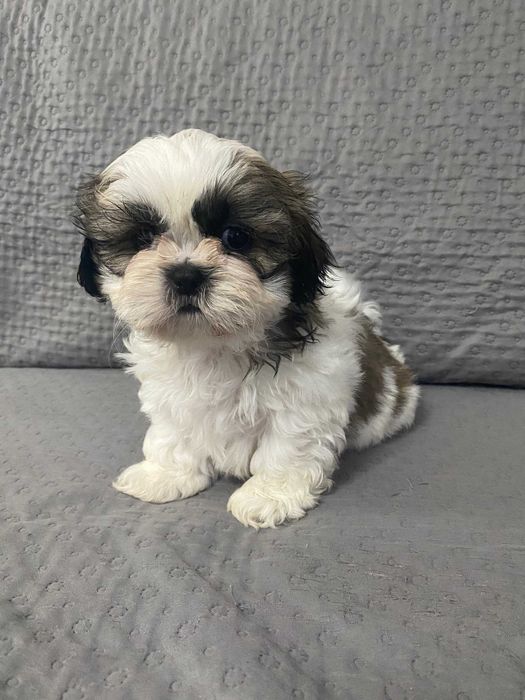 Szczeniak shih-tzu piesek Laki