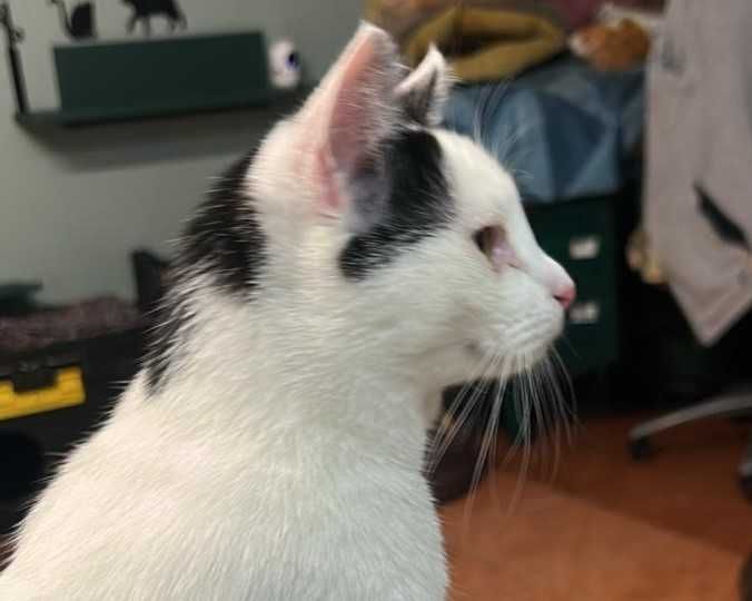 Śliczna i mądra młodziutka kotka - Mucia - szuka domu