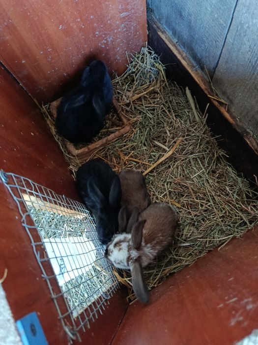 Sprzedam młode króliki