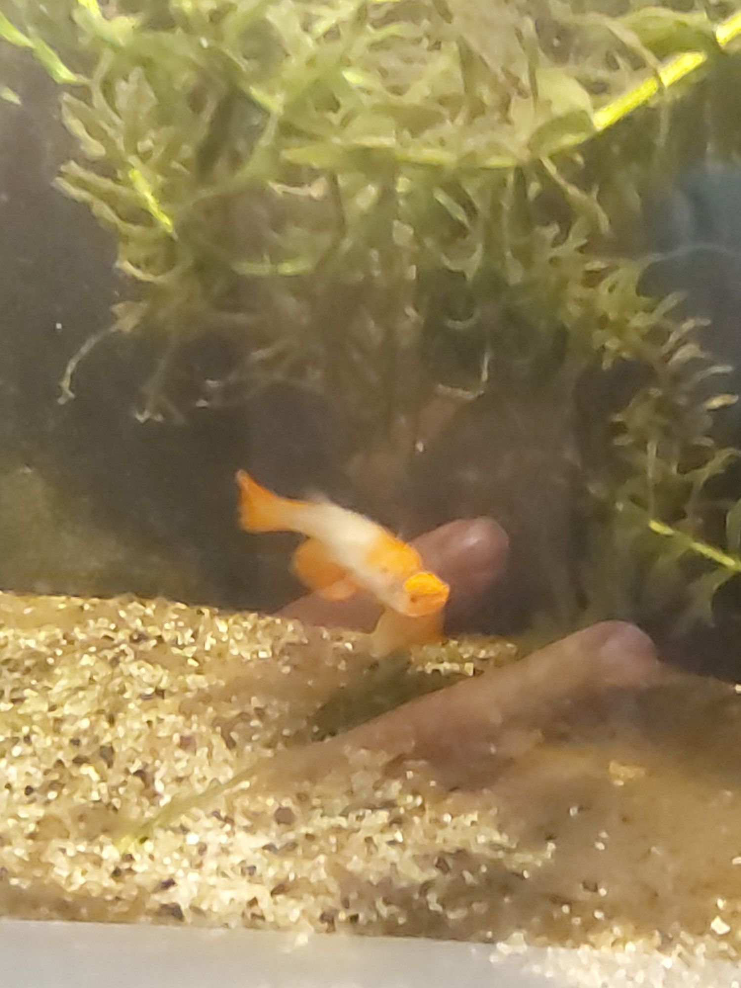 Guppies koi kohaku  jovens