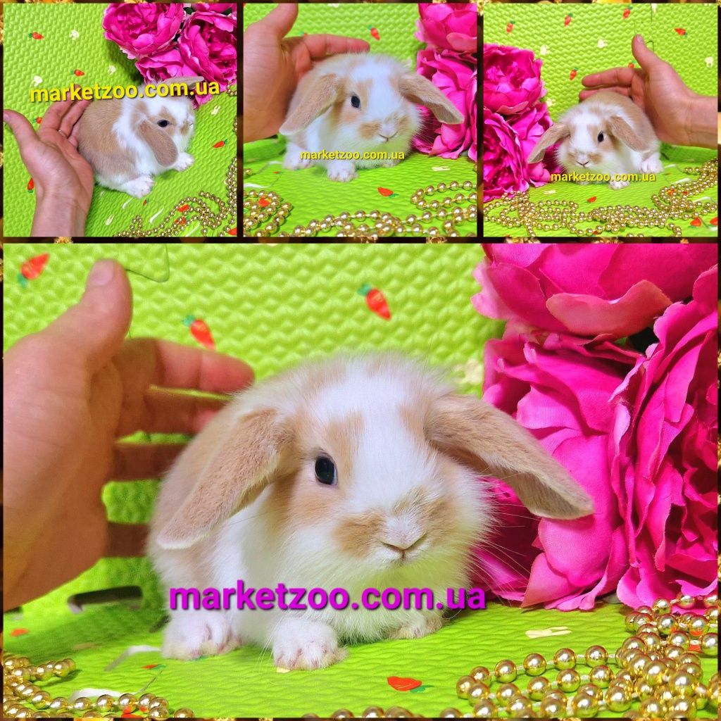 Мини міні mini lop карликовые кролики вислоухие баранчики голландський