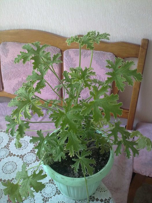 Пеларгонія духмяна (пеларгония душистая) КУЩІ полуниця, лимон, кокос
