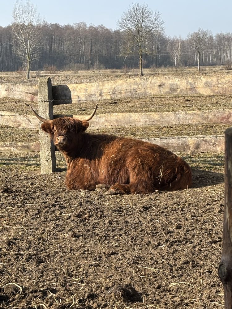 Krowa Highland cattle bydlo szkockie