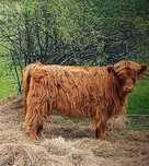 Jałówka Highland cattle
