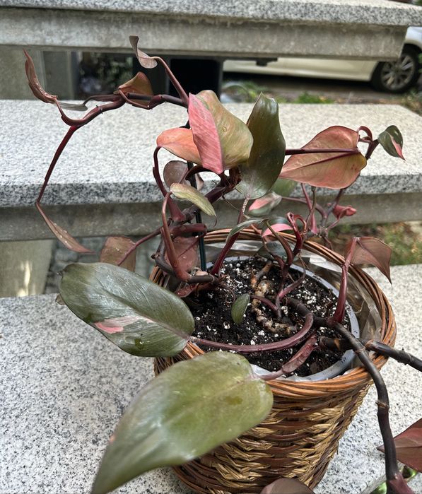 Philodendron Pink Princess
