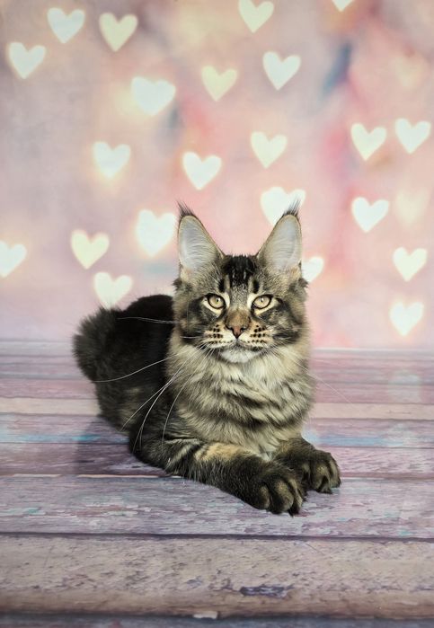 Котёнок мейн-куна девочка и мальчик