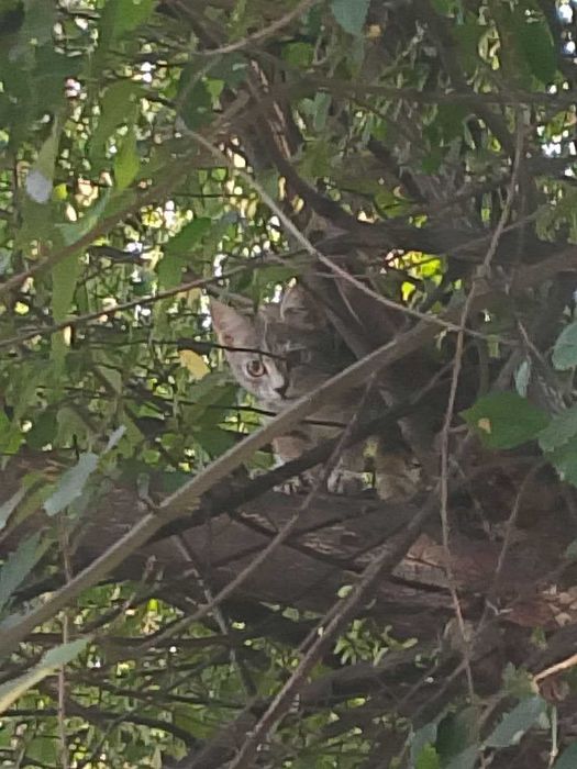 Отдам кошку в добрые руки, еще маленькая, людей не боиться, ласковая