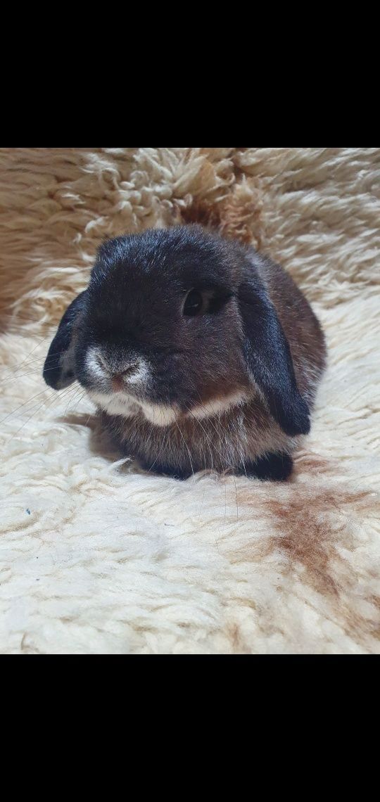 Króliki karzełki Mini lop