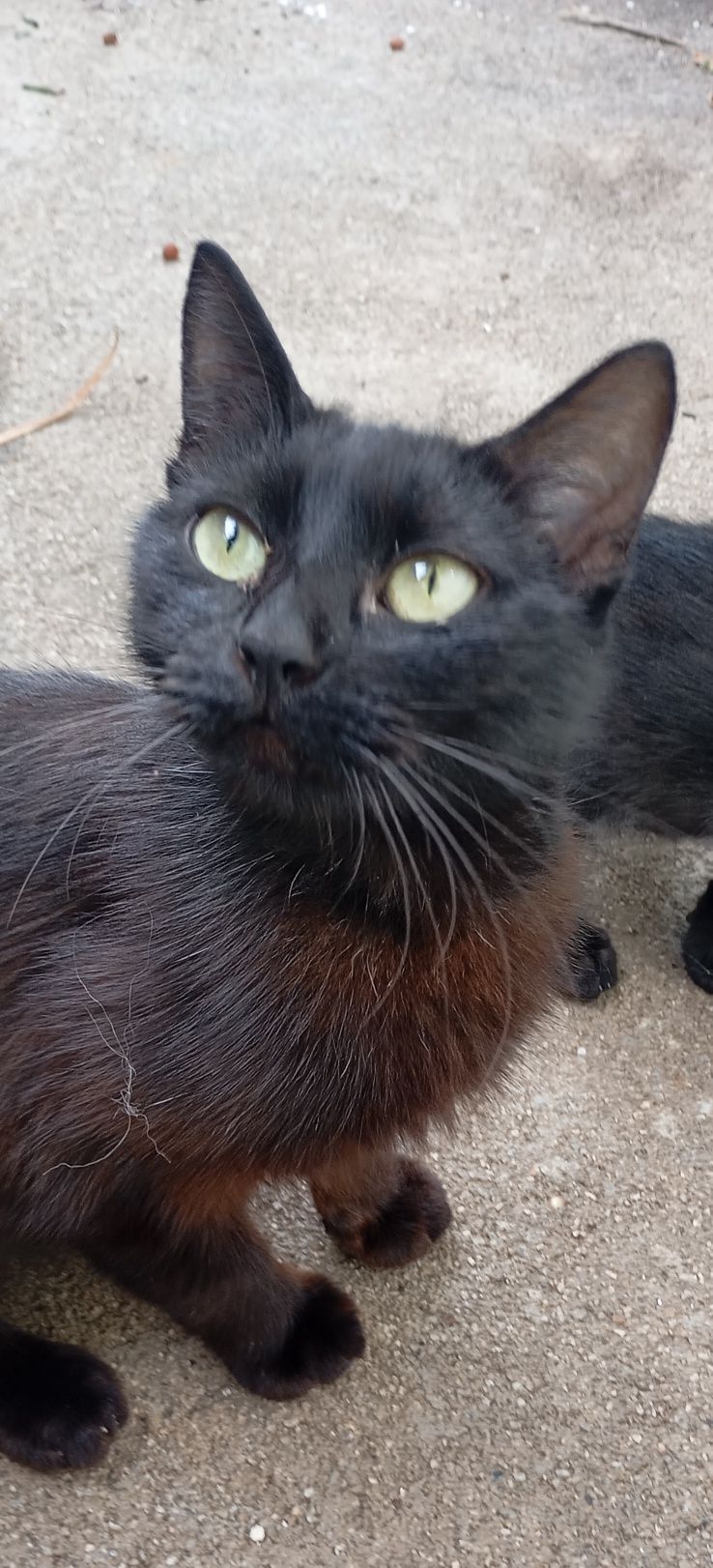 Adoção gatinhos tem 3 meses