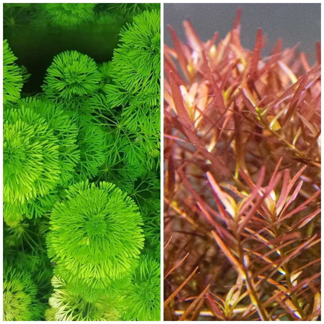 15 espécies de plantas aquáticas (faço envios)