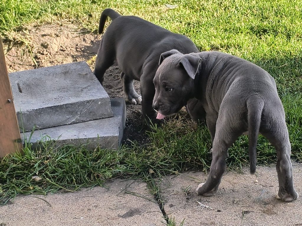 Amstaff Stanford terier szczeniaczek