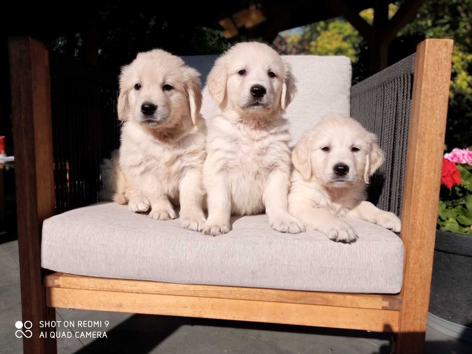 Pieski rasy Golden retriever, rodowód czteropokoleniowy UCI ZHPR