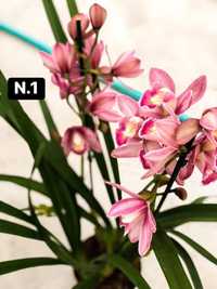 10 orquídeas: 30€ (3€ cada)  - CYMBIDIUM