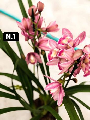 10 orquideas- 30€ mudas sem flor variadas