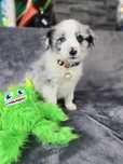 Border Collie piesek Blue Merle FCI Dogoterapia