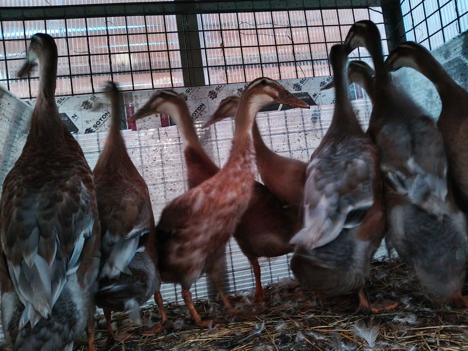 Kaczki Biegusy Indyjskie