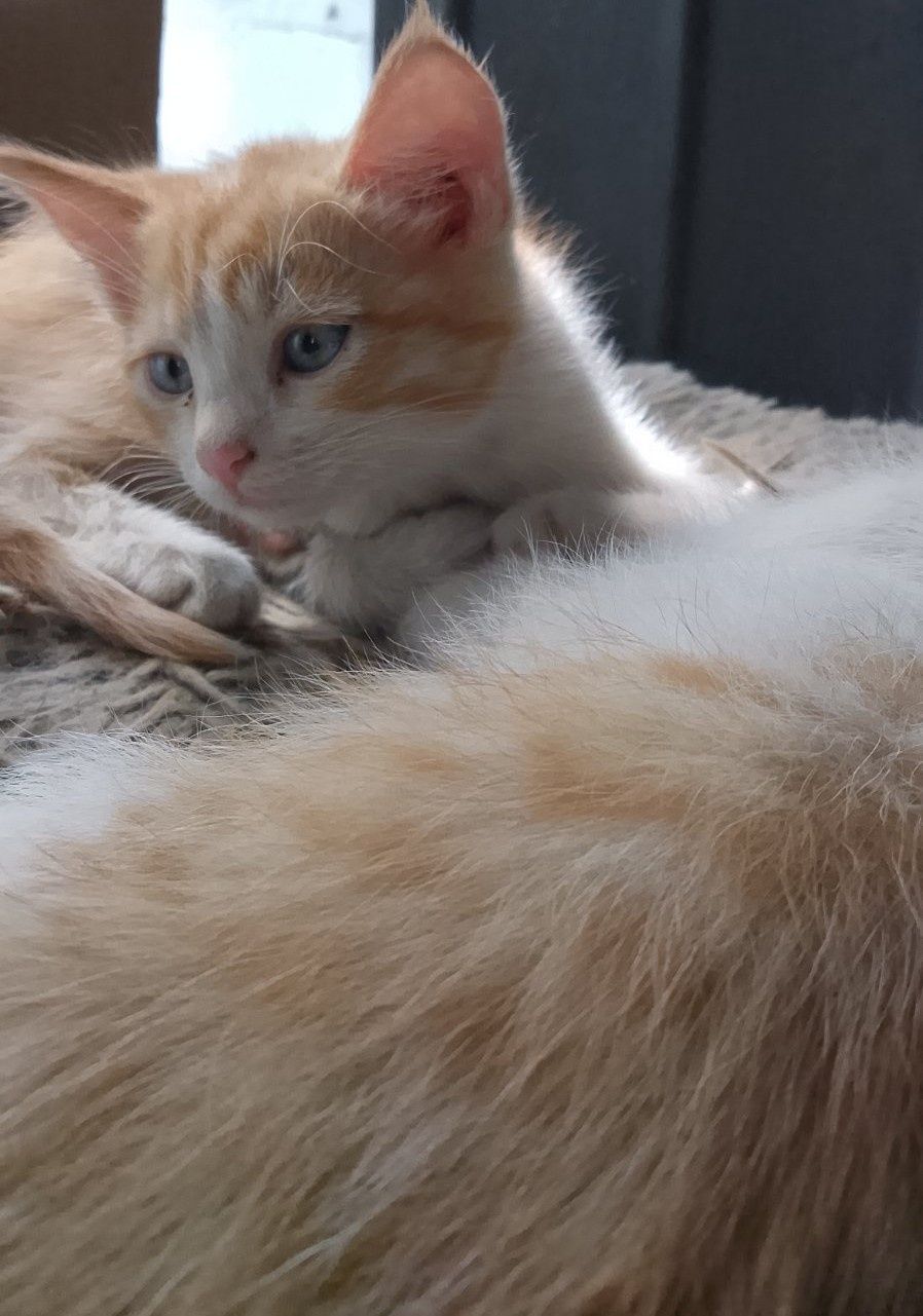 Кошенята 2 місяці