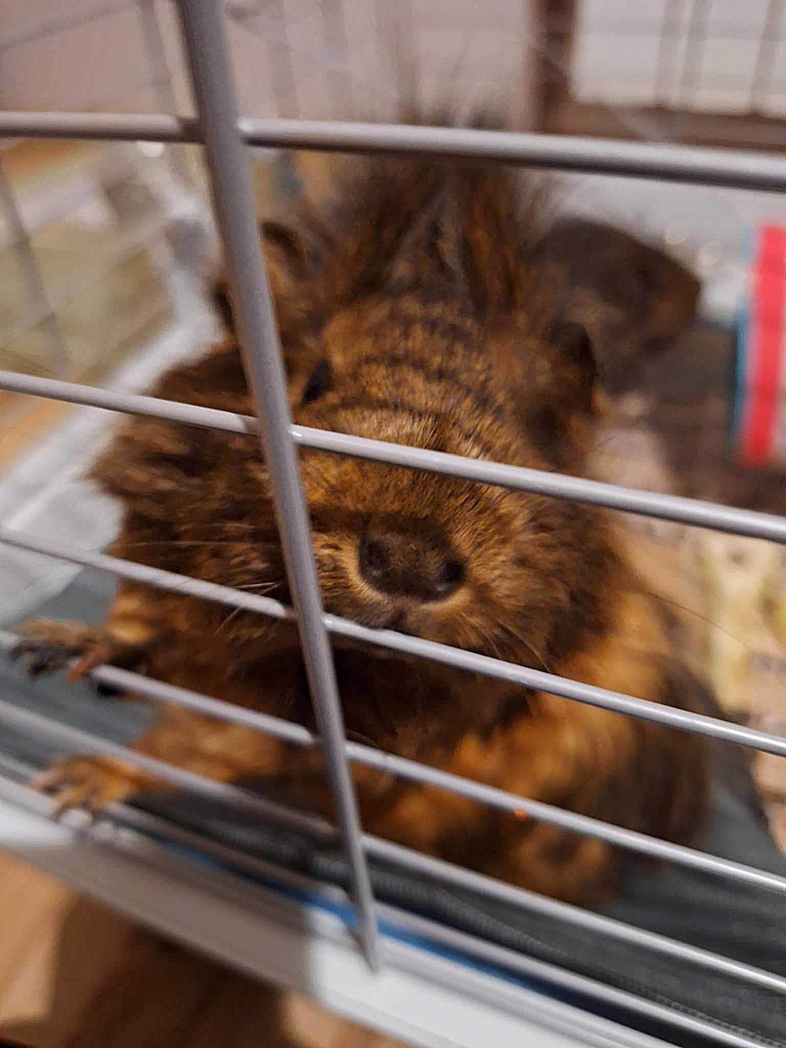 2 świnki morskie do oddania + klatka na sprzedaż wraz z wyposażeniem