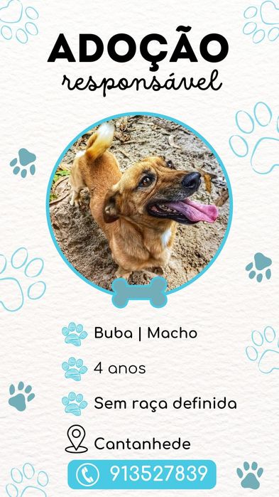 Adota.nos (cães para adoção responsável)