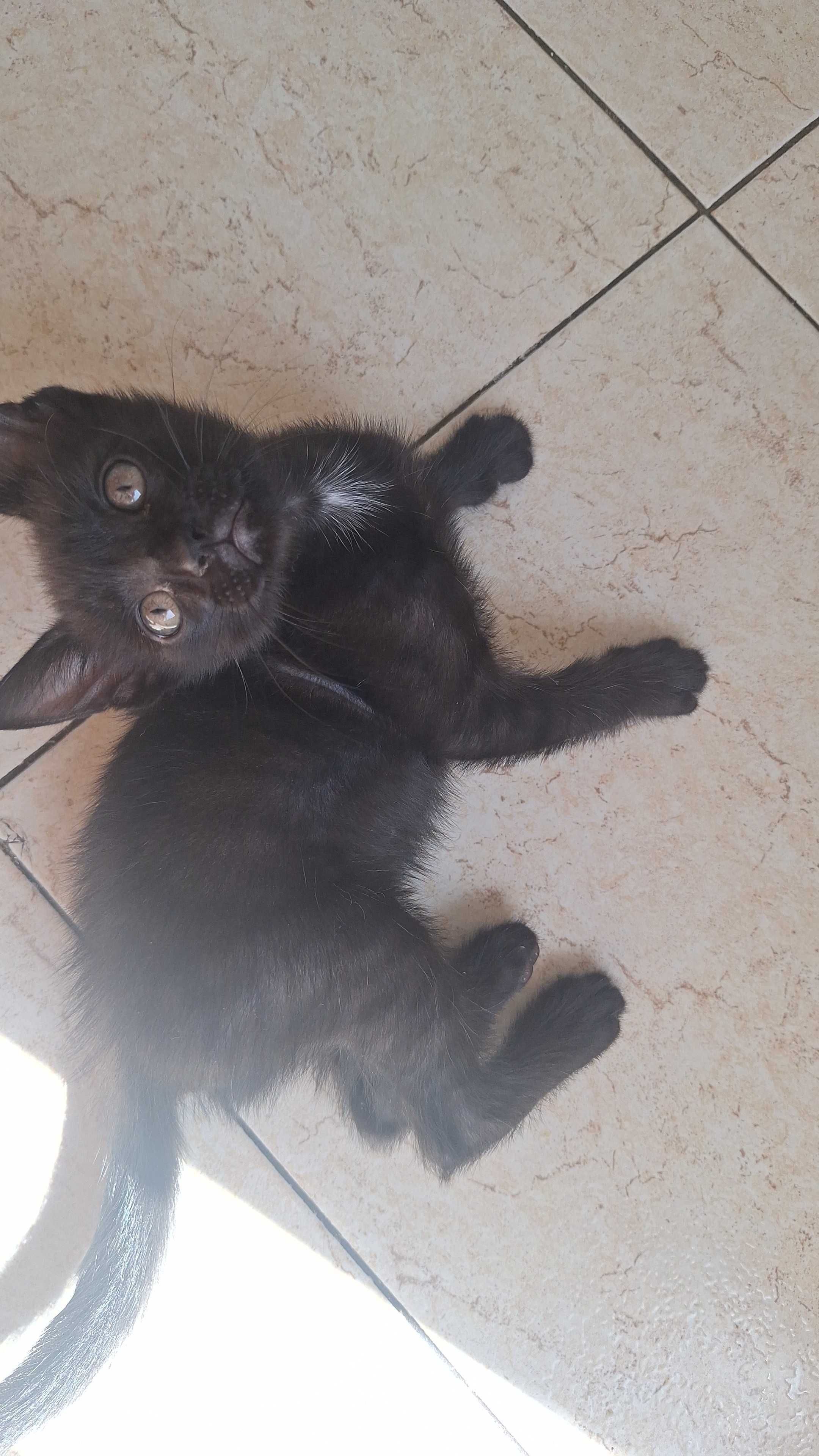 Gatinha para adopção