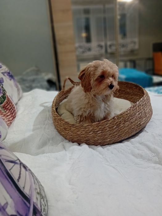 Maltipoo ,maltańczyk &pudel toy suczka
