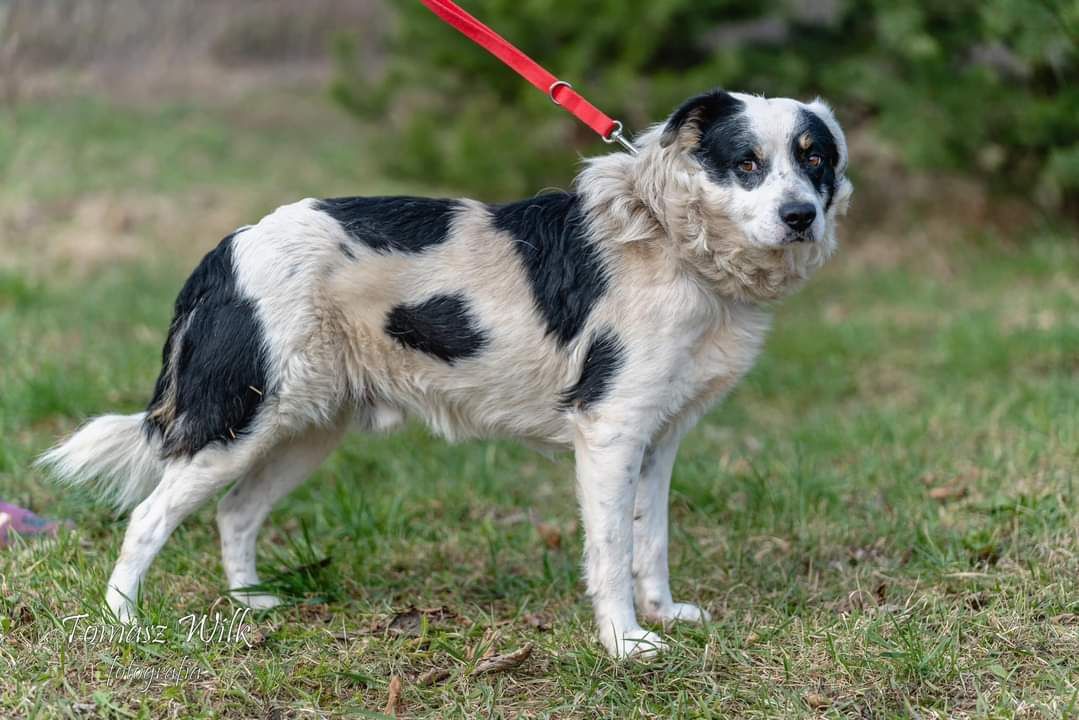 Oreo piękny 3 letni średniej wielkości