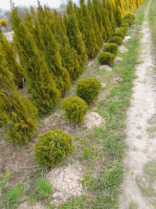 Tuja szmaragd żywopłoty 140-160cm i inne