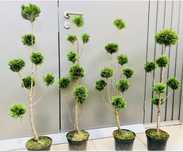 Tuja Bonsai Pon Pon Pom Pom kule formowane donica
