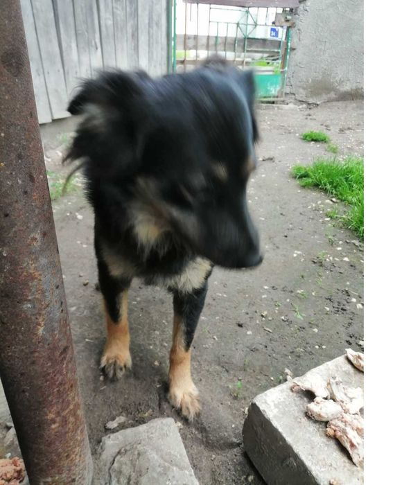 piesek mały spokojny do adopcji